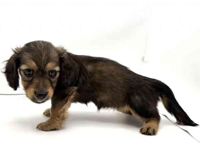 兵庫県のカニンヘンダックスフンド(ロング) (ひごペットフレンドリークラウンパーク伊丹店/2026年1月9日生まれ/女の子/レッド)の子犬の3枚目の画像