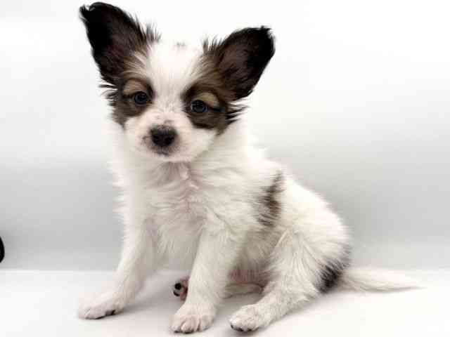 大阪府のパピヨン (ひごペットフレンドリーイオンそよら海老江店/2026年1月10日生まれ/男の子/ホワイトブラウン)の子犬の3枚目の画像