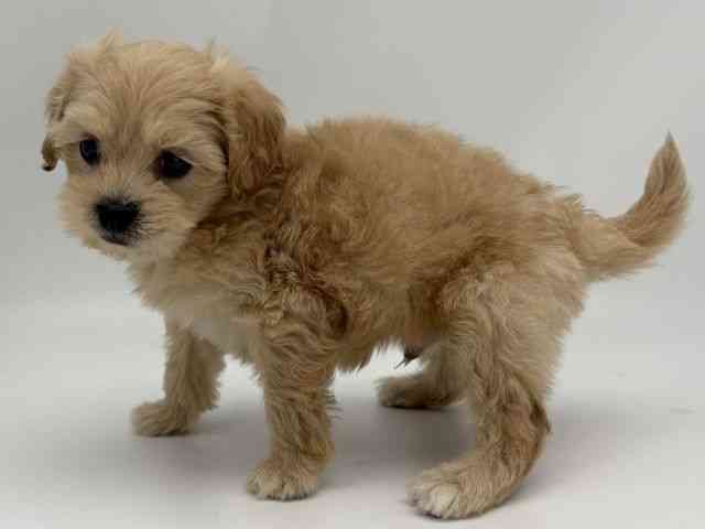 島根県のペキプー(ペキニーズ×プードル) (ひごペットフレンドリーイオンモール出雲店/2026年1月12日生まれ/男の子/クリーム)の子犬の3枚目の画像