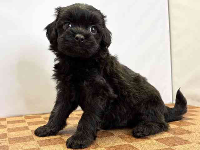 愛媛県のペキプー(ペキニーズ×プードル) (ひごペットフレンドリーエミフルMASAKI店/2026年1月12日生まれ/男の子/ブリンドル)の子犬の3枚目の画像