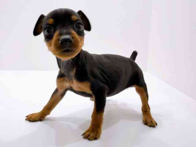 広島県のミニチュアピンシャー (ひごペットフレンドリーフジグラン神辺店/2026年1月11日生まれ/女の子/ブラックタン)の子犬の3枚目の画像