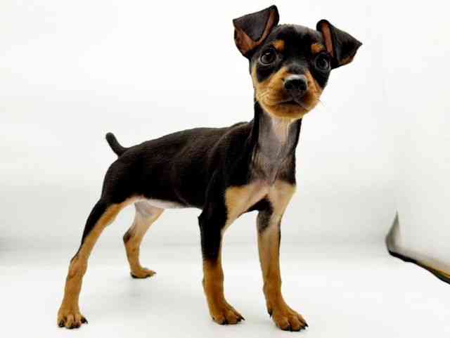 兵庫県のミニチュアピンシャー (ひごペットフレンドリーコロワ甲子園店/2026年1月11日生まれ/女の子/ブラックタン)の子犬の3枚目の画像