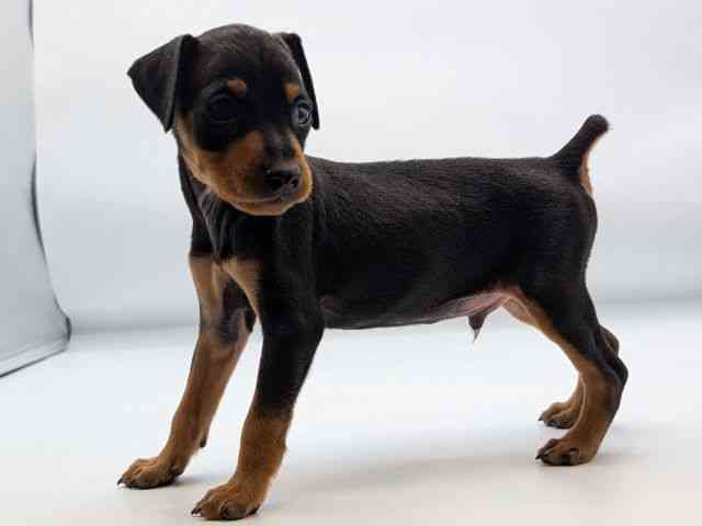 香川県のミニチュアピンシャー (ひごペットフレンドリーゆめタウン高松店/2026年1月11日生まれ/男の子/ブラックタン)の子犬の3枚目の画像