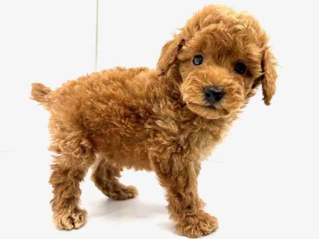 大阪府のトイプードル(トイ) (ひごペットフレンドリーイオンタウン茨木太田店/2026年1月10日生まれ/男の子/レッドフォーン)の子犬の3枚目の画像