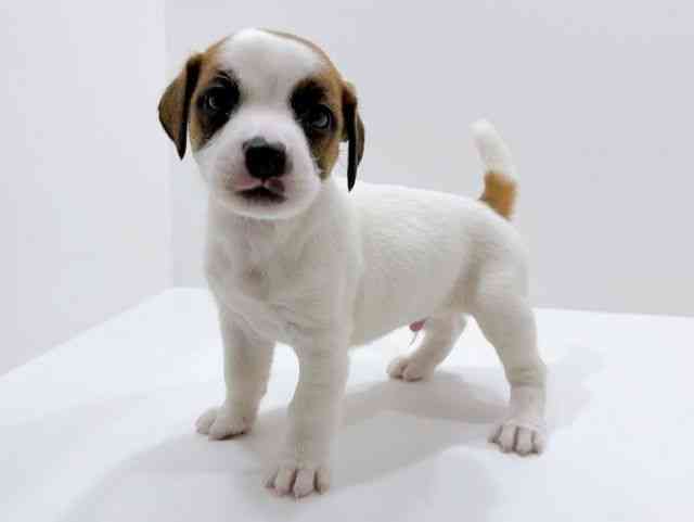 広島県のジャックラッセルテリア (ひごペットフレンドリーフジグラン神辺店/2026年1月12日生まれ/男の子/ホワイトタン)の子犬の3枚目の画像