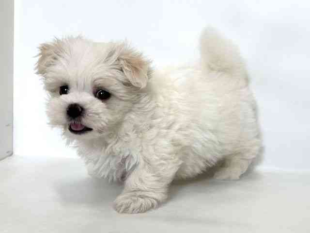 大阪府のマルチーズ (ひごペットフレンドリーアクロスプラザ住之江店/2026年1月10日生まれ/女の子/ホワイト)の子犬の3枚目の画像