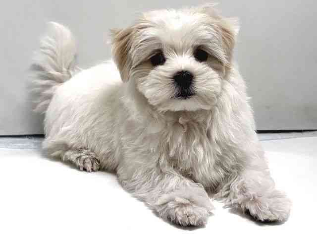 奈良県のマルチーズ (ひごペットフレンドリー奈良パワーシティ店/2026年1月10日生まれ/男の子/ホワイト)の子犬の3枚目の画像