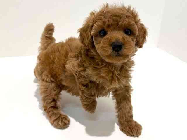 大阪府のトイプードル(トイ) (ひごペットフレンドリーイオン高槻店/2026年1月10日生まれ/女の子/レッドフォーン)の子犬の3枚目の画像