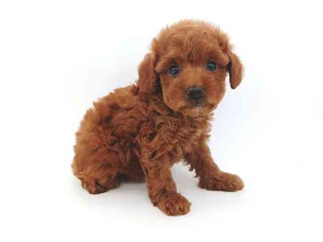 大阪府のトイプードル(トイ) (ひごペットフレンドリー泉ヶ丘店/2026年1月10日生まれ/女の子/レッドフォーン)の子犬の3枚目の画像