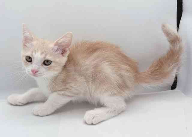 島根県のスコティッシュフォールド (ひごペットフレンドリーイオン松江ショッピングセンター店/2026年1月6日生まれ/男の子/クリームタビーホワイト)の子猫の3枚目の画像