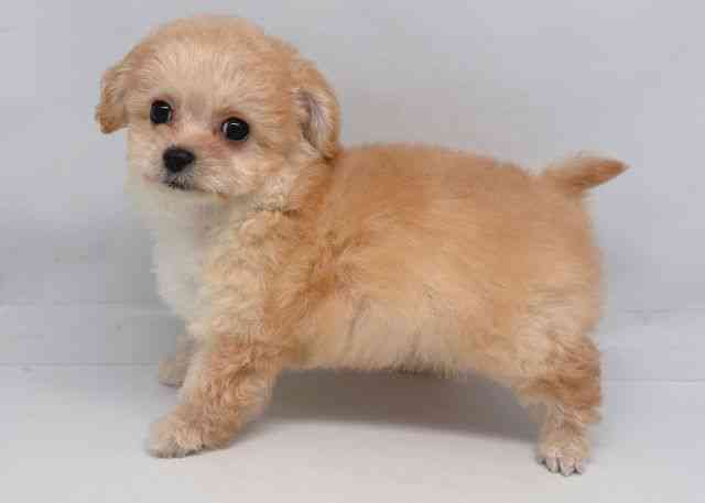 鳥取県のチワプー/プーチー(チワワ×プードル) (ひごペットフレンドリーイオンモール鳥取北店/2026年1月10日生まれ/女の子/アプリコット)の子犬の3枚目の画像