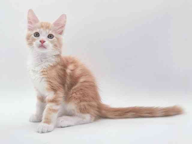 大阪府のメインクーン (ひごペットフレンドリー泉ヶ丘店/2026年1月9日生まれ/男の子/レッドタビーホワイト)の子猫の3枚目の画像