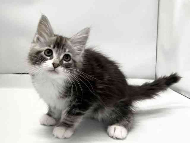 愛媛県のメインクーン (ひごペットフレンドリーイオンモール今治新都市店/2026年1月9日生まれ/男の子/シルバータビーホワイト)の子猫の3枚目の画像