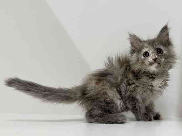 奈良県のメインクーン (ひごペットフレンドリーイオンモール橿原ウエスト・ビレッジ店/2026年1月9日生まれ/女の子/ブルートーティ)の子猫の3枚目の画像