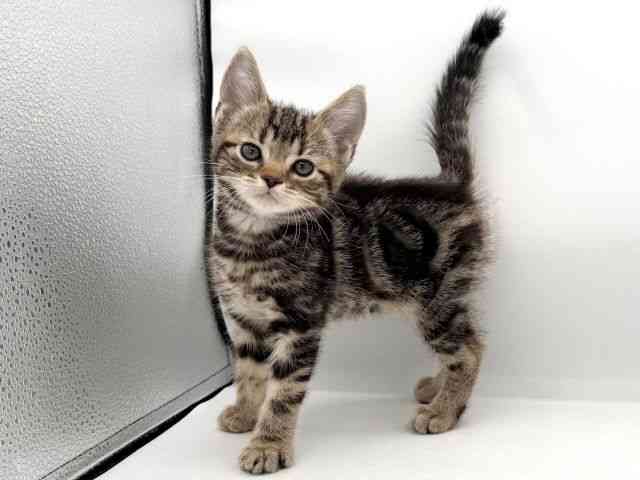 大阪府のアメリカンショートヘアー (ひごペットフレンドリーイオンそよら海老江店/2026年1月11日生まれ/男の子/ブラウンタビー)の子猫の3枚目の画像