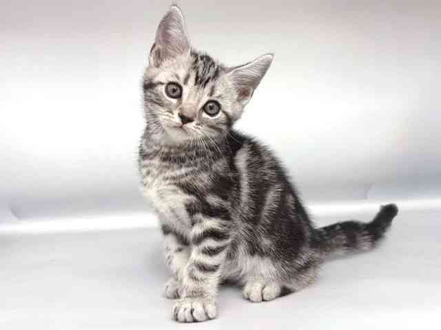 大阪府のアメリカンショートヘアー (ひごペットフレンドリー岸和田店/2026年1月11日生まれ/男の子/シルバータビー)の子猫の3枚目の画像