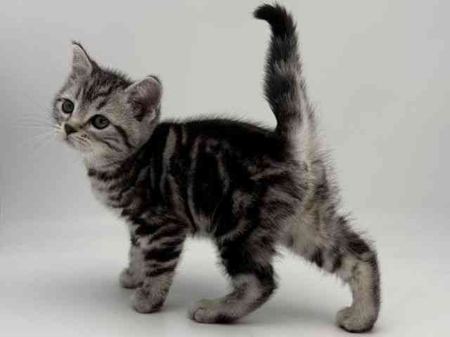 島根県のアメリカンショートヘアー (ひごペットフレンドリーイオンモール出雲店/2026年1月10日生まれ/女の子/シルバータビー)の子猫の3枚目の画像