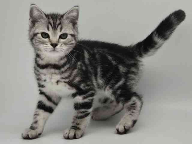 島根県のアメリカンショートヘアー (ひごペットフレンドリーイオンモール出雲店/2026年1月10日生まれ/女の子/シルバータビー)の子猫の3枚目の画像