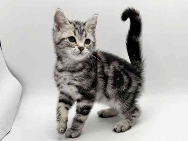 大阪府のアメリカンショートヘアー (ひごペットフレンドリーみのおキューズモール店/2026年1月10日生まれ/男の子/シルバータビー)の子猫の3枚目の画像