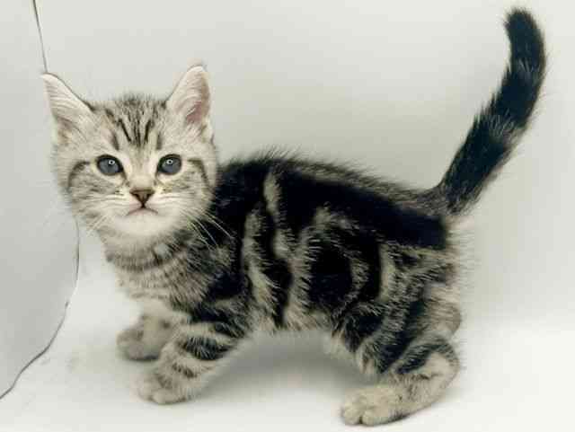 大阪府のアメリカンショートヘアー (ひごペットフレンドリーみのおキューズモール店/2026年1月10日生まれ/男の子/シルバータビー)の子猫の3枚目の画像