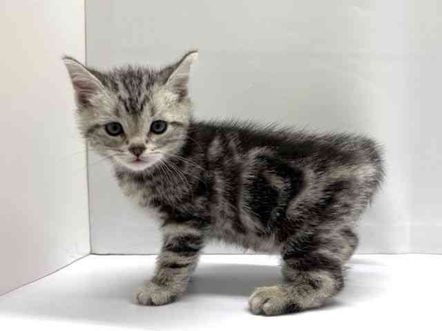 大阪府のアメリカンショートヘアー (ひごペットフレンドリーベルファⅡ都島店/2026年1月10日生まれ/男の子/シルバータビー)の子猫の3枚目の画像