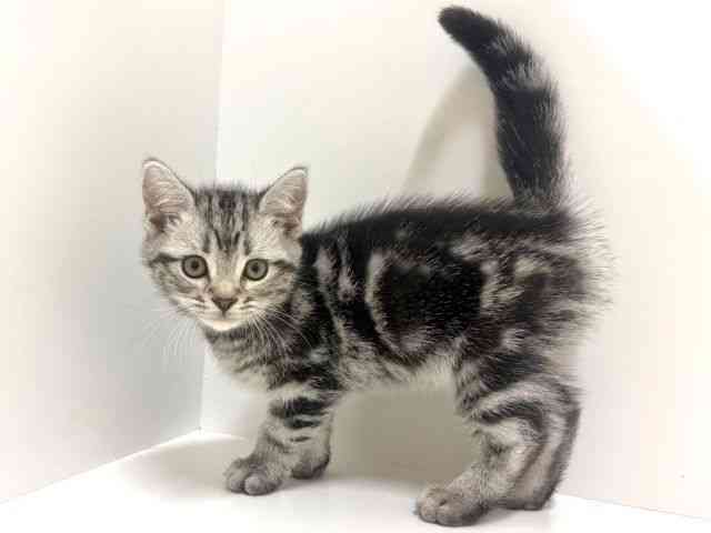 奈良県のアメリカンショートヘアー (ひごペットフレンドリーイオンモール橿原ウエスト・ビレッジ店/2026年1月10日生まれ/男の子/シルバータビー)の子猫の3枚目の画像