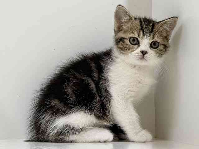 奈良県のマンチカン (ひごペットフレンドリーイオンモール橿原ウエスト・ビレッジ店/2026年1月10日生まれ/男の子/ブラウンタビーホワイト)の子猫の3枚目の画像