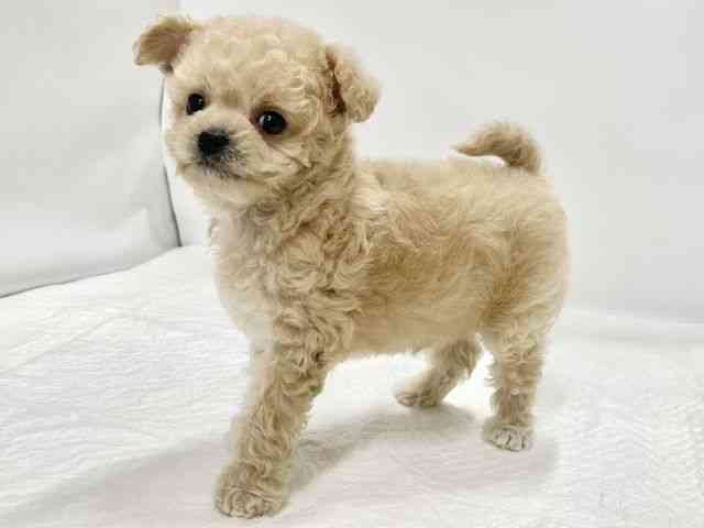 高知県のチワプー/プーチー(チワワ×プードル) (ひごペットフレンドリーイオンモール高知店/2026年1月10日生まれ/男の子/アプリコット)の子犬の3枚目の画像