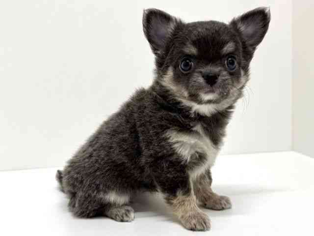 大阪府のチワワ(ロング) (ひごペットフレンドリーくずはモール店/2026年1月11日生まれ/女の子/ブルータンホワイト)の子犬の3枚目の画像