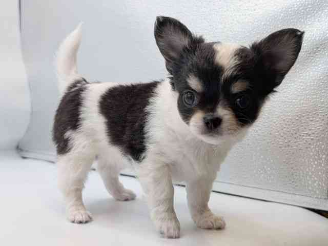 香川県のチワワ(ロング) (ひごペットフレンドリーゆめタウン高松店/2026年1月11日生まれ/女の子/ブラックタンホワイト)の子犬の3枚目の画像