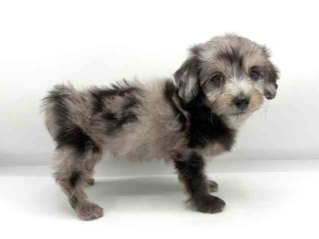 大阪府のダップー(ダックス×プードル) (ひごペットフレンドリーららぽーとEXPOCITY店/2026年1月10日生まれ/男の子/シルバーダップル)の子犬の3枚目の画像