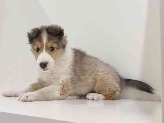 奈良県のシェットランドシープドッグ (ひごペットフレンドリーイオンモール橿原ウエスト・ビレッジ店/2026年1月11日生まれ/女の子/セーブルホワイト)の子犬の3枚目の画像