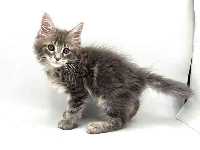 奈良県のメインクーン (ひごペットフレンドリー田原本店/2026年1月9日生まれ/男の子/ブルータビー)の子猫の3枚目の画像