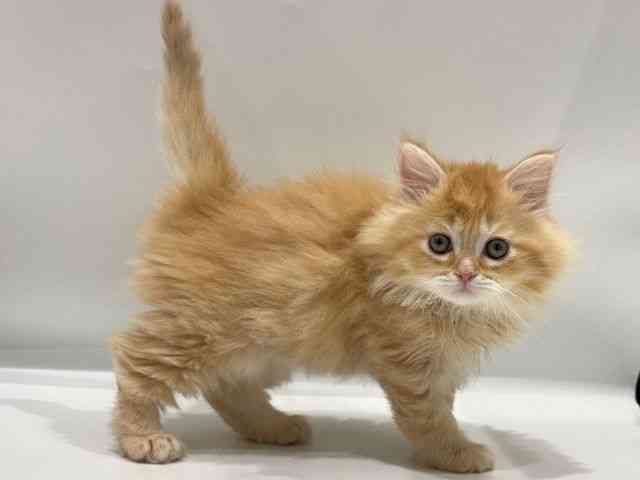 愛知県のサイベリアン (ひごペットフレンドリーヴィアモール アピタ江南西店/2026年1月10日生まれ/男の子/レッドタビー)の子猫の3枚目の画像