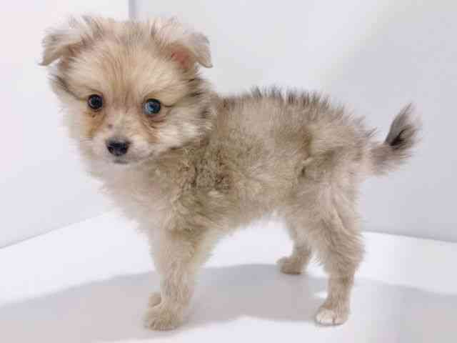 大阪府のポメラニアン (ひごペットフレンドリーイズミヤショッピングセンター千里丘店/2026年1月4日生まれ/男の子/クリーム)の子犬の3枚目の画像