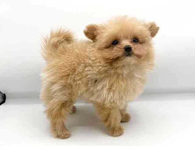 大阪府のポメプー(ポメラニアン×プードル) (ひごペットフレンドリーららぽーとEXPOCITY店/2026年1月10日生まれ/男の子/アプリコット)の子犬の3枚目の画像