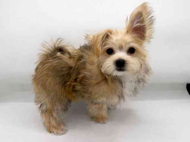 兵庫県のマルキー/マルヨーキー(マルチーズ×ヨークシャーテリア) (ひごペットフレンドリーコロワ甲子園店/2026年1月9日生まれ/男の子/フォーン)の子犬の3枚目の画像