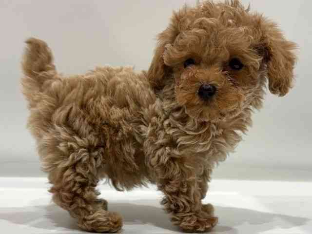 愛知県のトイプードル(トイ) (ひごペットフレンドリーヴィアモール アピタ江南西店/2026年1月11日生まれ/男の子/オレンジフォーン)の子犬の3枚目の画像