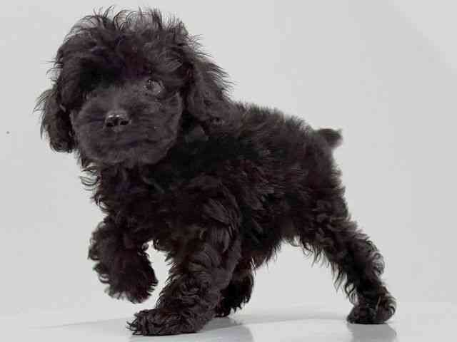 奈良県のトイプードル(トイ) (ひごペットフレンドリーイオンモール橿原ウエスト・ビレッジ店/2026年1月9日生まれ/男の子/ブラック)の子犬の3枚目の画像