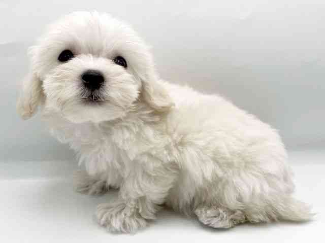 奈良県のマルプー(マルチーズ×プードル) (ひごペットフレンドリートナリエ大和高田店/2026年1月10日生まれ/男の子/クリーム)の子犬の3枚目の画像