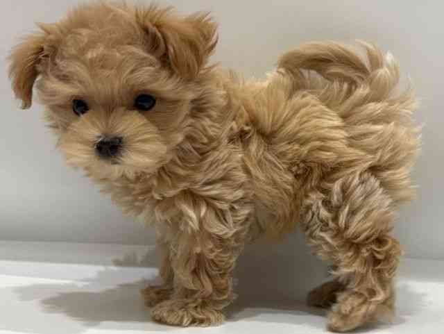 愛知県のマルプー(マルチーズ×プードル) (ひごペットフレンドリーヴィアモール アピタ江南西店/2026年1月10日生まれ/女の子/クリーム)の子犬の3枚目の画像