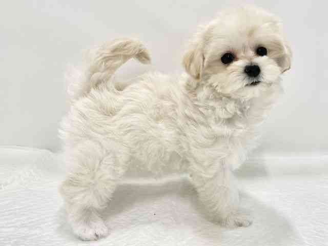 高知県のマルプー(マルチーズ×プードル) (ひごペットフレンドリーイオンモール高知店/2026年1月10日生まれ/女の子/クリーム)の子犬の3枚目の画像