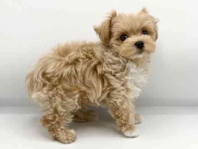 大阪府のマルプー(マルチーズ×プードル) (ひごペットフレンドリーららぽーとEXPOCITY店/2026年1月10日生まれ/男の子/クリーム)の子犬の3枚目の画像