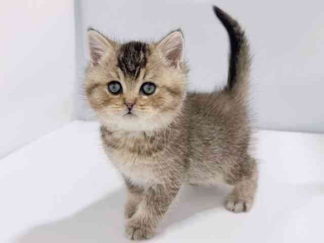 大阪府のブリティッシュショートヘアー (ひごペットフレンドリーイズミヤショッピングセンター千里丘店/2026年1月11日生まれ/男の子/シェーデットゴールデン)の子猫の3枚目の画像