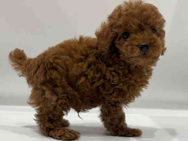 愛知県のトイプードル(トイ) (ひごペットフレンドリーヴィアモール アピタ江南西店/2026年1月11日生まれ/男の子/レッド)の子犬の3枚目の画像