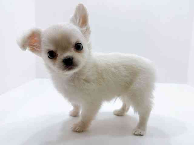 広島県のチワワ(ロング) (ひごペットフレンドリーフジグラン神辺店/2026年1月7日生まれ/男の子/クリーム)の子犬の3枚目の画像