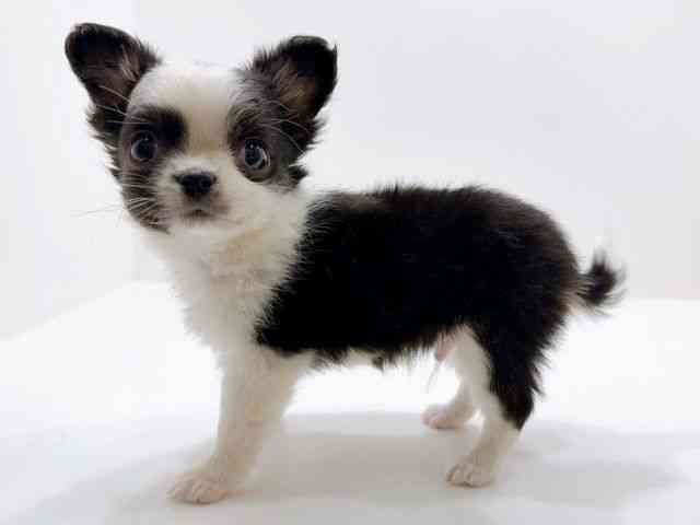 広島県のチワワ(ロング) (ひごペットフレンドリーフジグラン神辺店/2026年1月7日生まれ/男の子/ブラックタンホワイト)の子犬の3枚目の画像