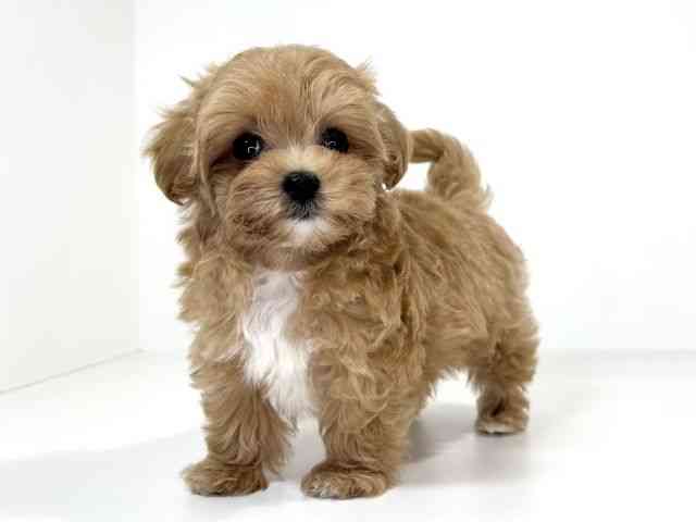 兵庫県のマルプー(マルチーズ×プードル) (ひごペットフレンドリーイトーヨーカドー明石店/2026年1月11日生まれ/女の子/アプリコット)の子犬の3枚目の画像