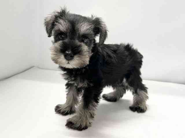 愛媛県のミニチュアシュナウザー (ひごペットフレンドリーイオンモール今治新都市店/2026年1月11日生まれ/男の子/ソルトペッパー)の子犬の3枚目の画像