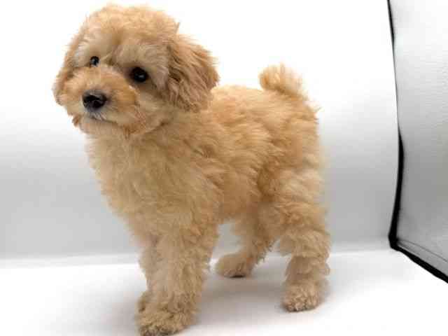 愛知県のトイプードル(トイ) (ひごペットフレンドリープライムツリー赤池店/2026年1月8日生まれ/男の子/オレンジフォーン)の子犬の3枚目の画像